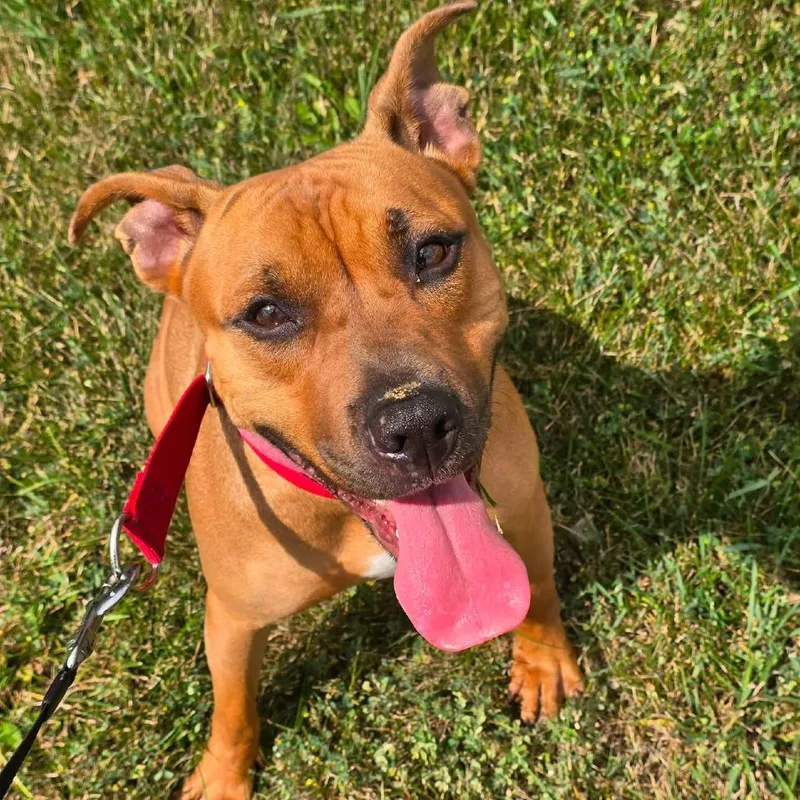 An adult medium-sized female Brown / Chocolate Pit Bull Terrier dog named Loretta for adoption in Matteson, IL