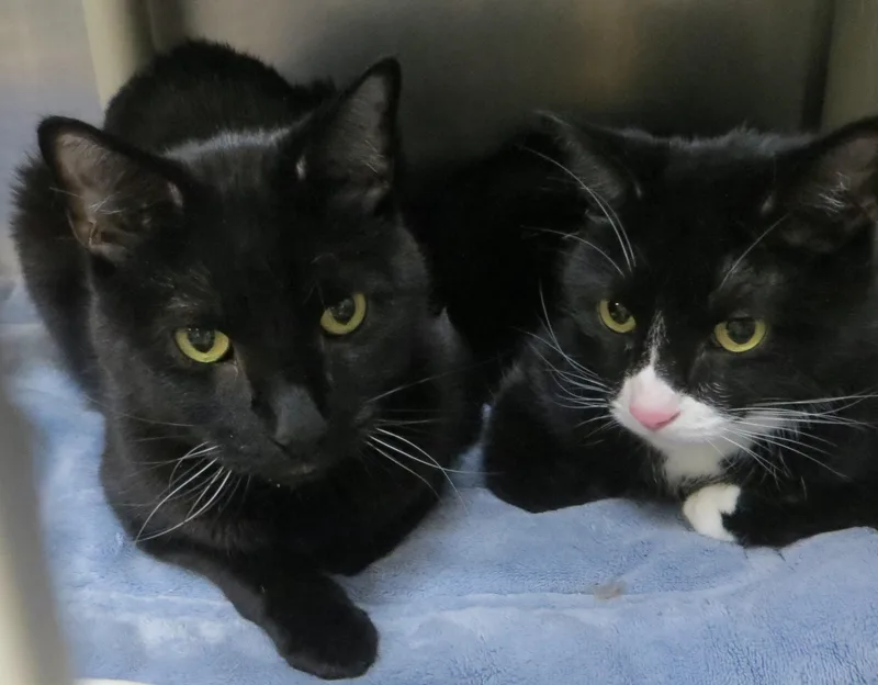 Buddy & Smokey