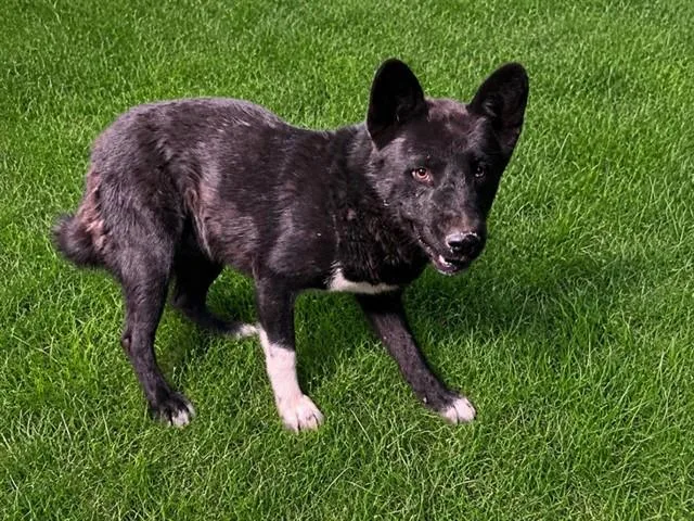 Kiro