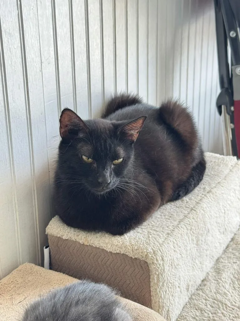 A young medium-sized female Domestic Short Hair cat named Harriet for adoption in Athens, OH