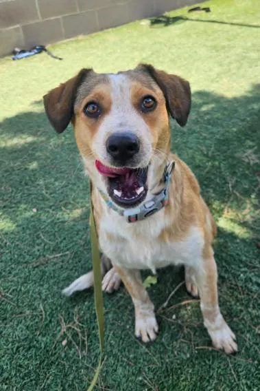 A young medium-sized female Australian Cattle Dog / Blue Heeler dog named Blondie for adoption in Cortez, CO