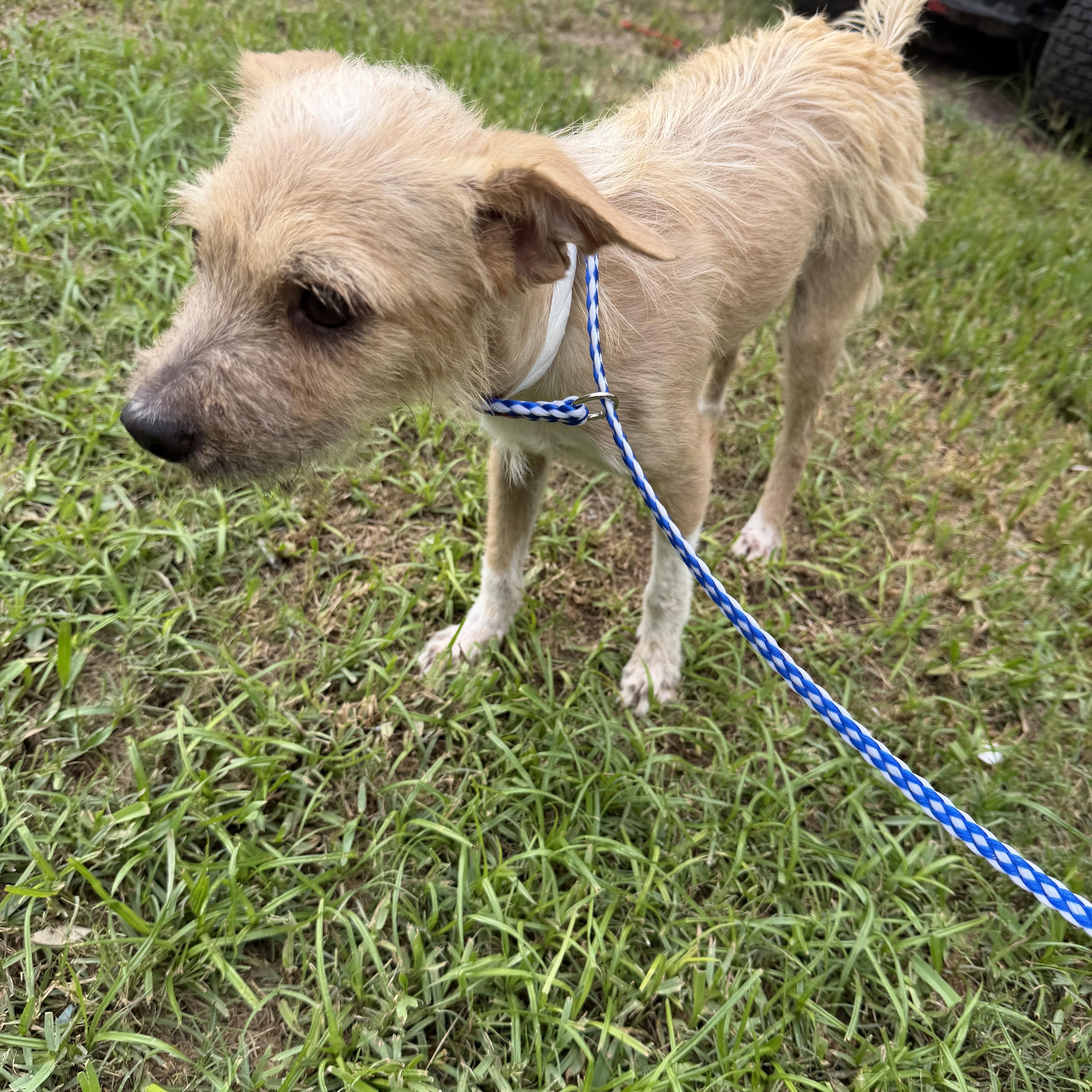 An adult small-sized female Border Terrier dog named Lyra for adoption in Louise, TX