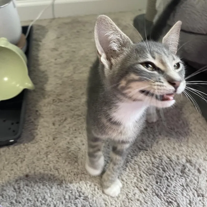 A baby small-sized male Domestic Short Hair cat named Banana for adoption in Woodstock, GA
