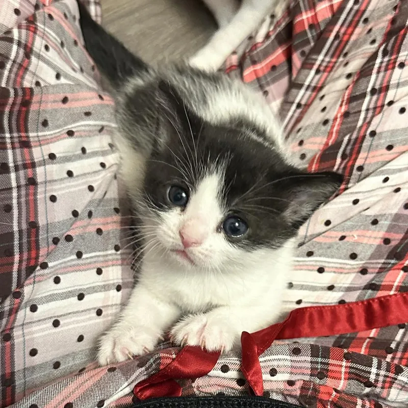 An adult small-sized female White Domestic Short Hair cat named Nova for adoption in Bismarck, ND