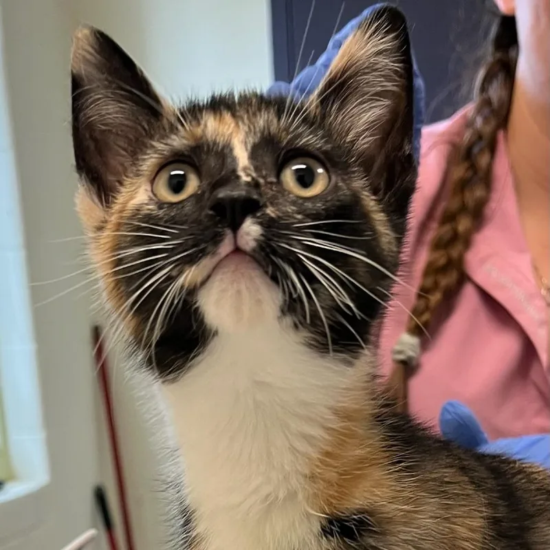A baby small-sized female Calico Domestic Short Hair cat named Seasters for adoption in Charlottesville, VA