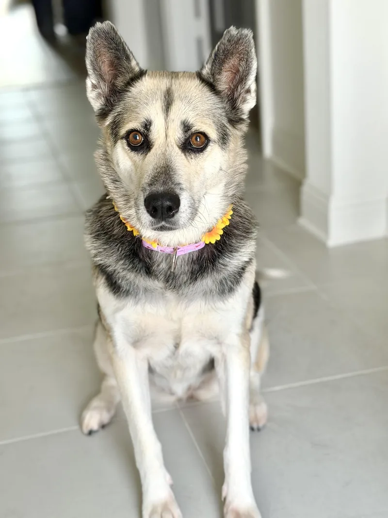 An adult large-sized female Husky dog named Ms. Rachel for adoption in New York, NY