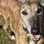 An adult medium-sized female Greyhound dog named Desert Heat for adoption in grandville, MI