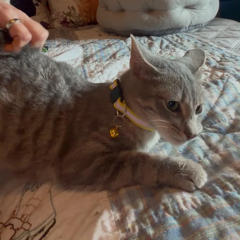A baby medium-sized female Tabby (Gray / Blue / Silver) Domestic Short Hair cat named Phoebe Buffay for adoption in Oklahoma City, OK