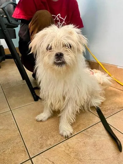An adult small-sized female Mixed Breed dog named Kip for adoption in Munster, IN