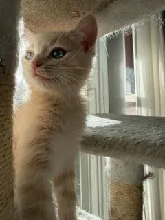 A baby small-sized female Domestic Short Hair cat named Thelma for adoption in Omaha, NE