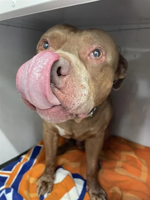 An adult large-sized male Mixed Breed dog named Hendricks for adoption in Palmetto, FL