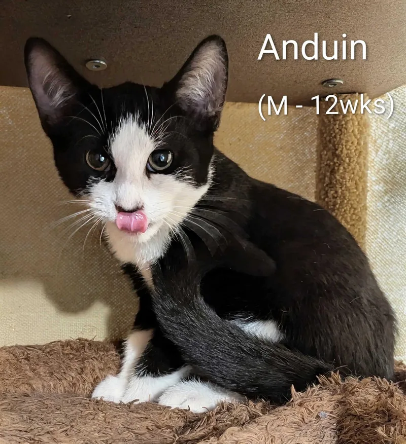 A young small-sized male Domestic Short Hair cat named Anduin for adoption in Seven Valleys, PA