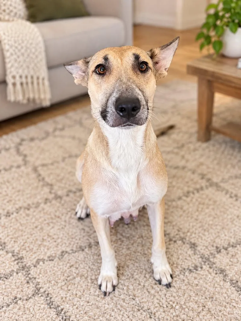 A young medium-sized female German Shepherd Dog dog named Cheese for adoption in Houston, TX