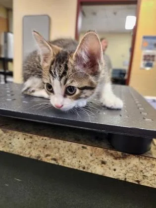 A baby small-sized male Domestic Short Hair cat named Earl for adoption in Independence, MO