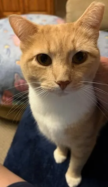 Koda
