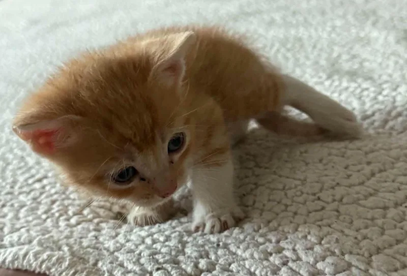 A baby medium-sized male Tabby (Orange / Red) Tabby cat named Butterfinger for adoption in Tehachapi, CA