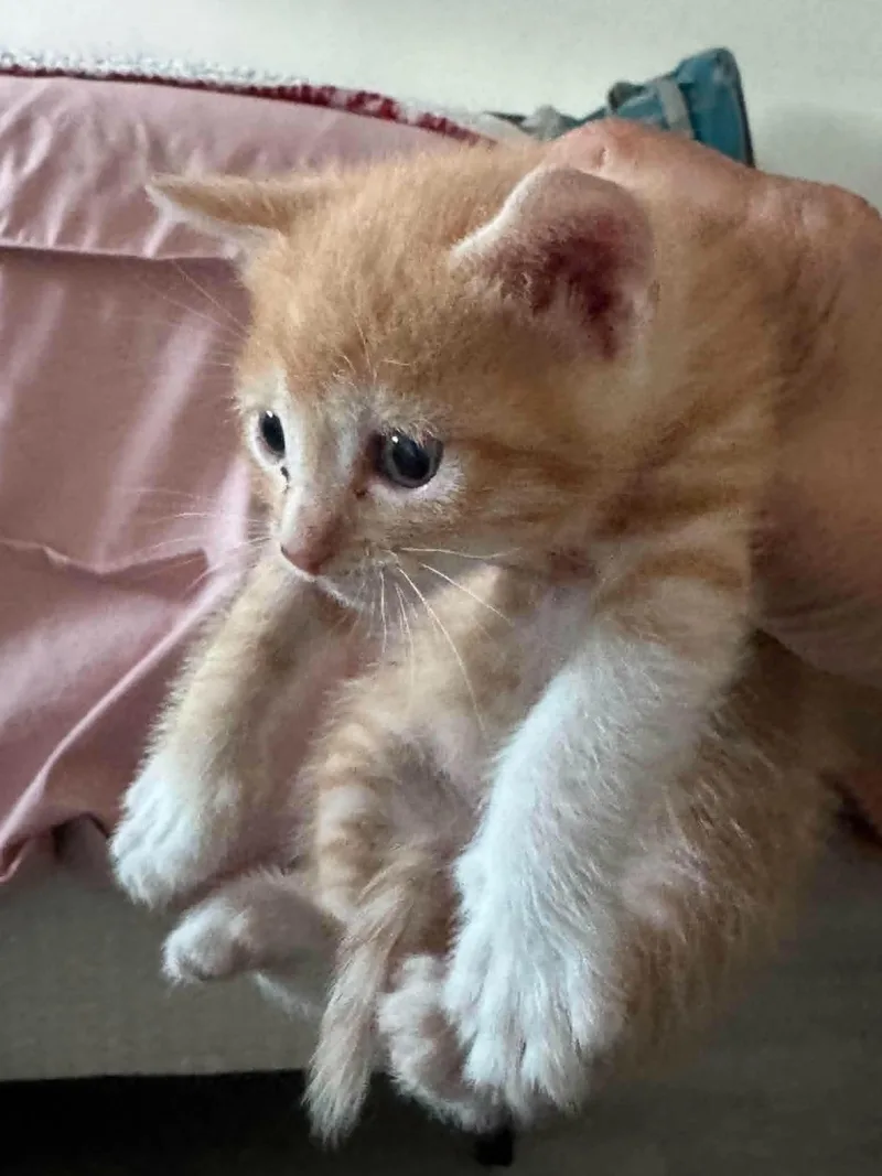 Butterfinger thumbnail 3