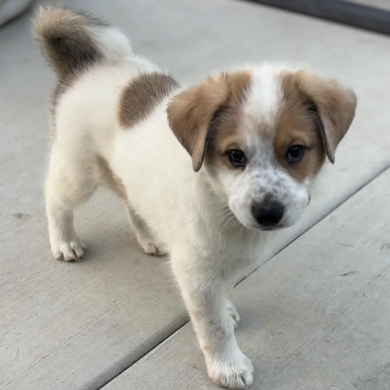 A baby medium-sized male White / Cream Siberian Husky dog named Balto for adoption in Oceanside, CA