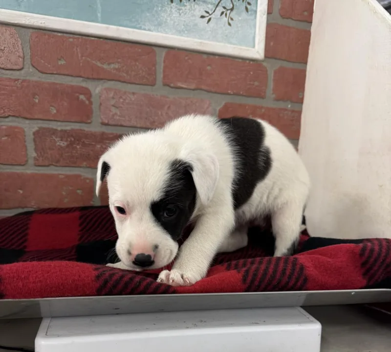 A baby small-sized female Pointer dog named Daphne for adoption in Houston, TX