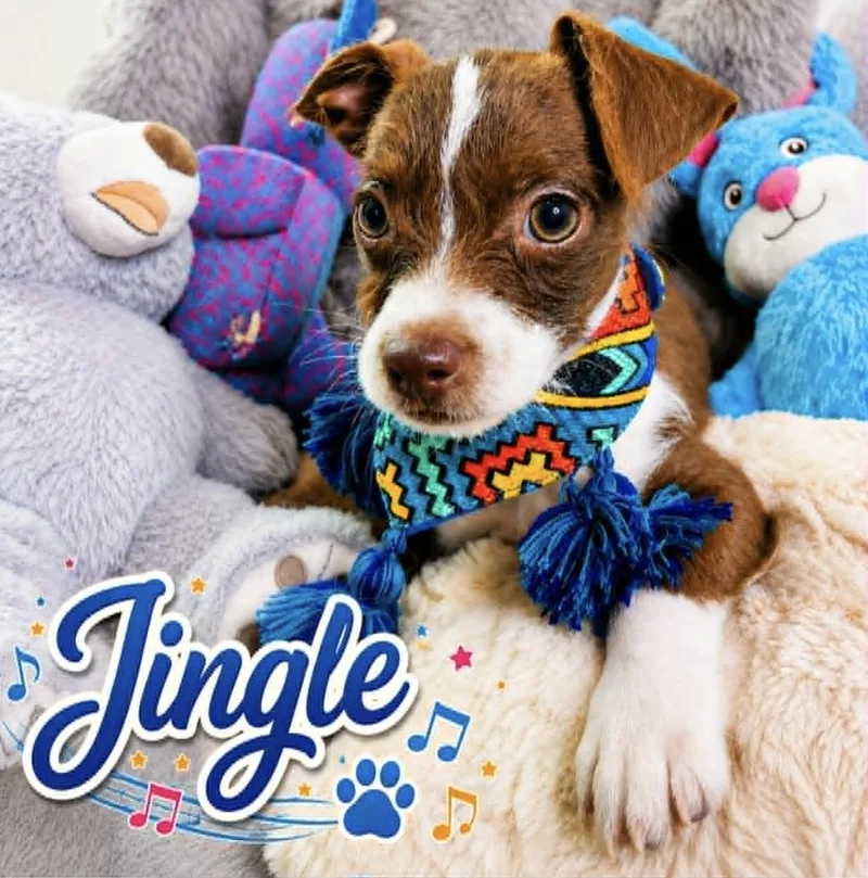 Jingle thumbnail 5