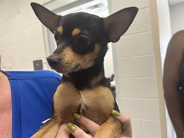 A young small-sized male Chihuahua dog named Tater Tot for adoption in Ocala, FL