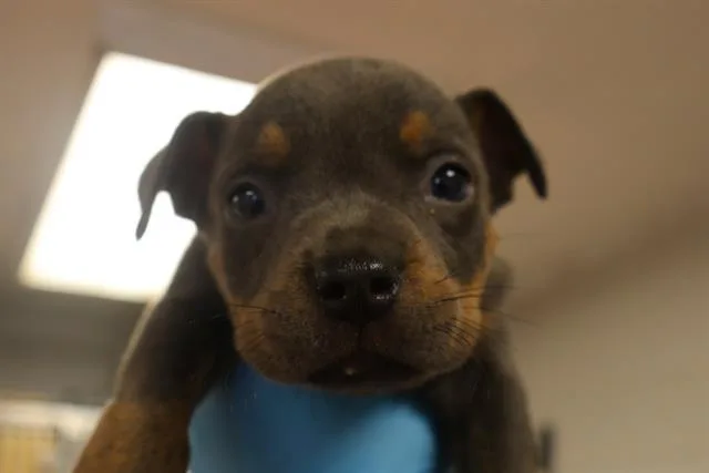 A baby small-sized male Mixed Breed dog named Axel for adoption in Columbia, SC