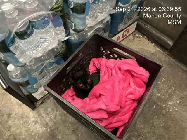 A young small-sized female Domestic Short Hair cat named Yardstick for adoption in Ocala, FL