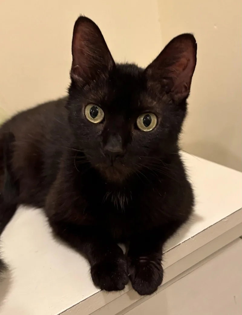 An adult medium-sized female Black Domestic Short Hair cat named Cookie Crisp for adoption in Walled Lake, MI
