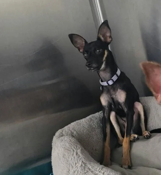 A baby small-sized female Black Chihuahua dog named Really for adoption in Phoenix, AZ