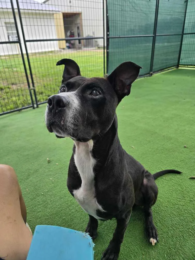 A senior medium-sized male Tricolor (Brown, Black, & White) American Bulldog dog named Kenneth for adoption in Lakeland, FL