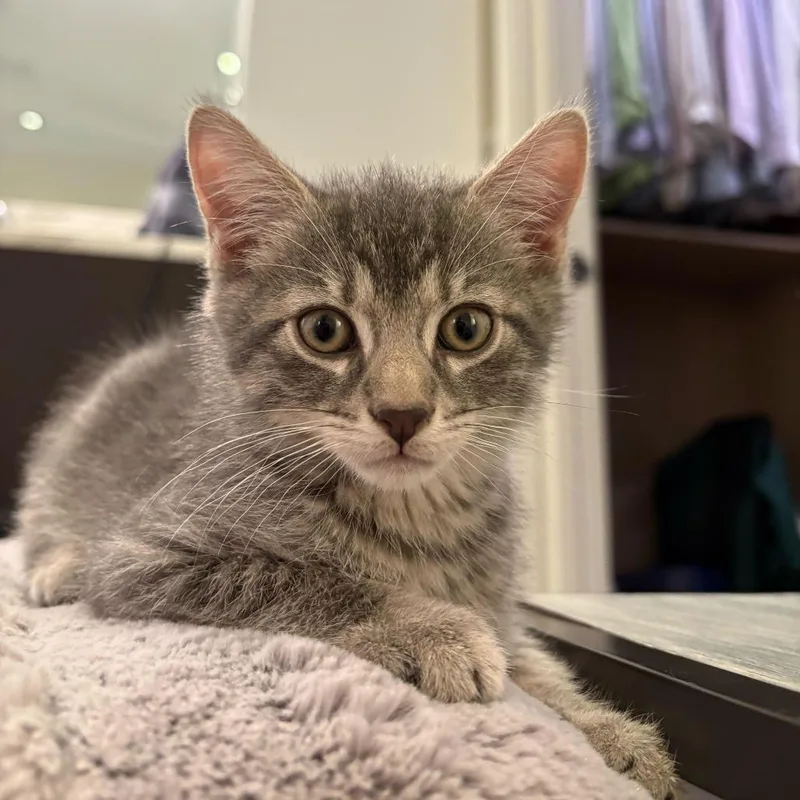 A baby small-sized male Gray / Blue / Silver Domestic Short Hair cat named Astrophage for adoption in New York, NY
