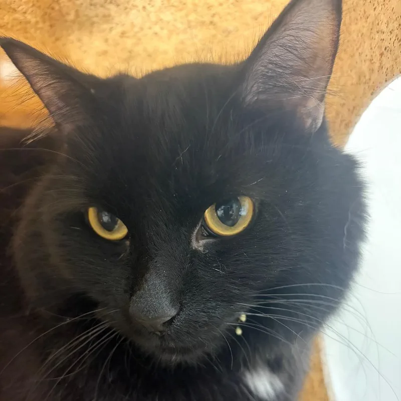 An adult large-sized male Black Domestic Medium Hair cat named Manny for adoption in Reno, NV