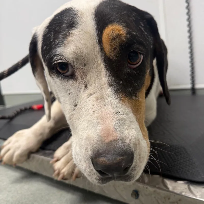 An adult medium-sized female White / Cream Basset Hound dog named Roo for adoption in Abilene, TX
