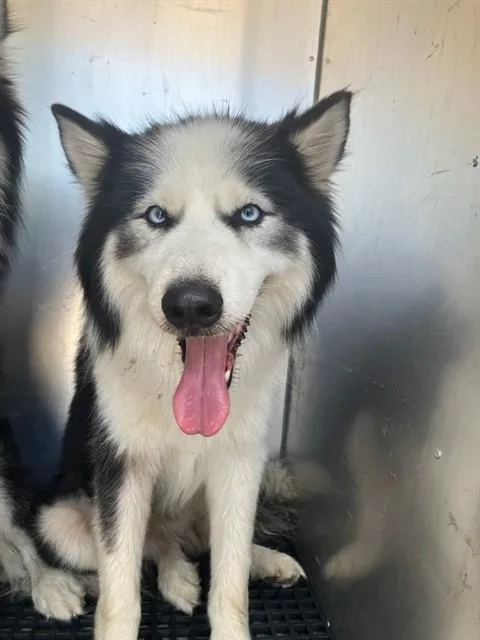 A young large-sized male Siberian Husky dog named Luigi for adoption in Dallas, TX