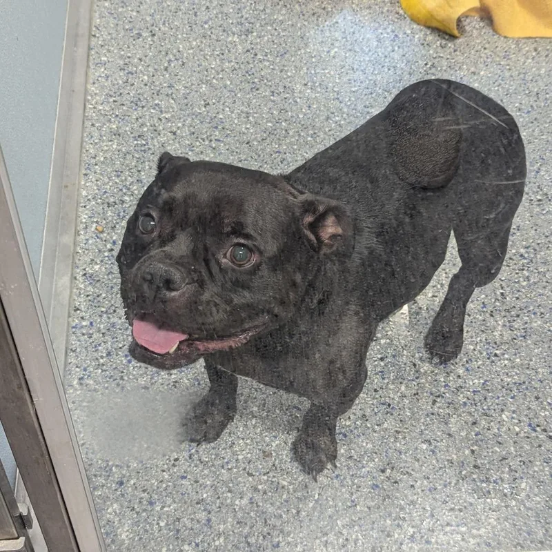An adult medium-sized female Black Staffordshire Bull Terrier dog named Gardenia for adoption in Charlottesville, VA