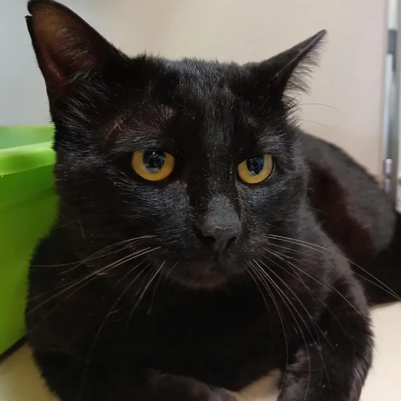 An adult large-sized male Black Domestic Short Hair cat named Midas for adoption in Galveston, TX