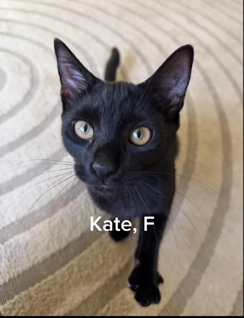 A baby small-sized female Domestic Short Hair cat named Kate for adoption in Shrewsbury, MA