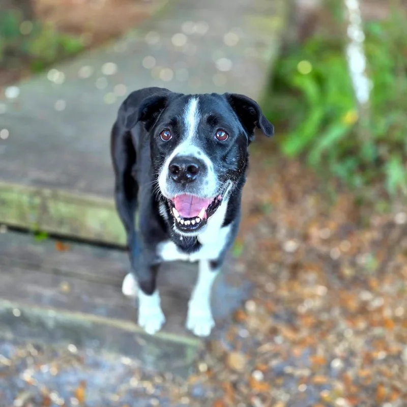 A senior medium-sized female Black Border Collie dog named Chloe for adoption in Port Charlotte, FL