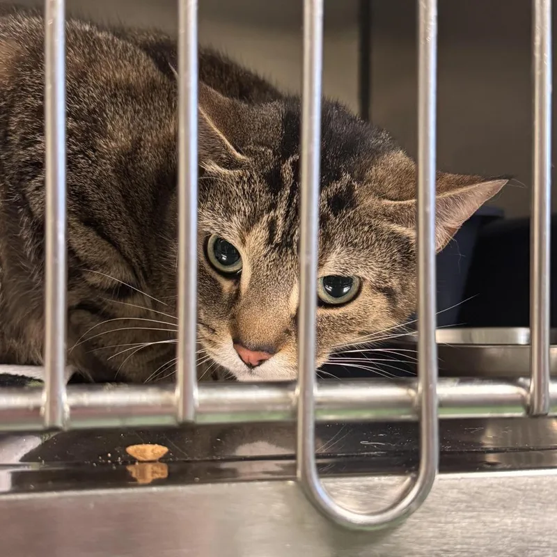 An adult medium-sized female Brown / Chocolate Domestic Short Hair cat named Venus for adoption in South Haven, MI