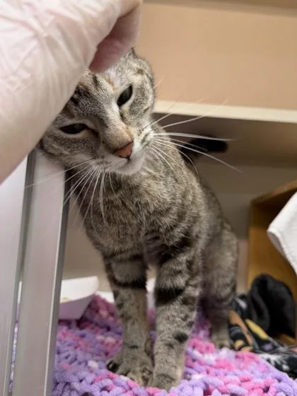 An adult small-sized female Domestic Short Hair cat named Carly for adoption in Bellevue, WA