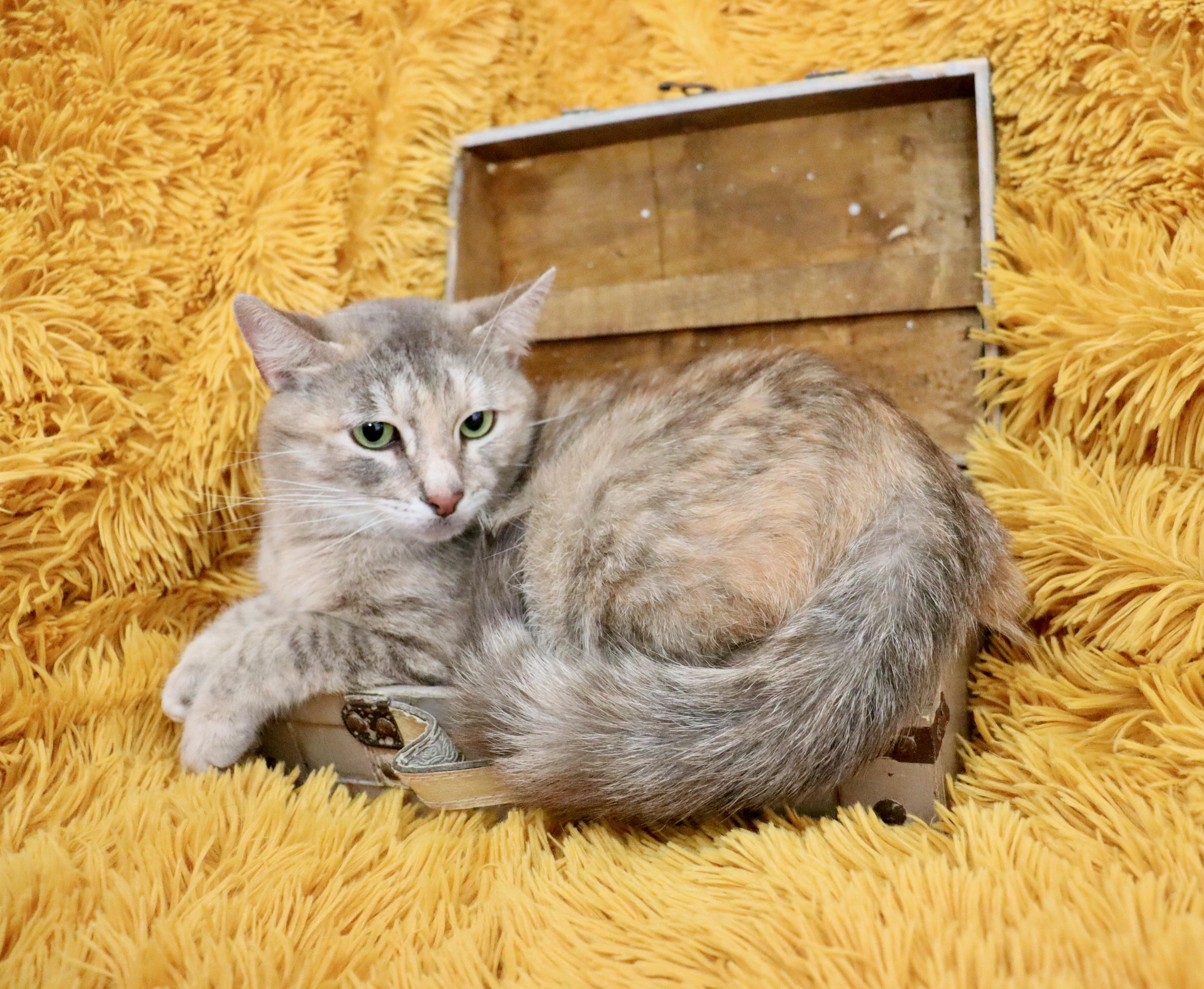 A young medium-sized female Dilute Tortoiseshell cat named Daisey for adoption in Saint Augustine, FL