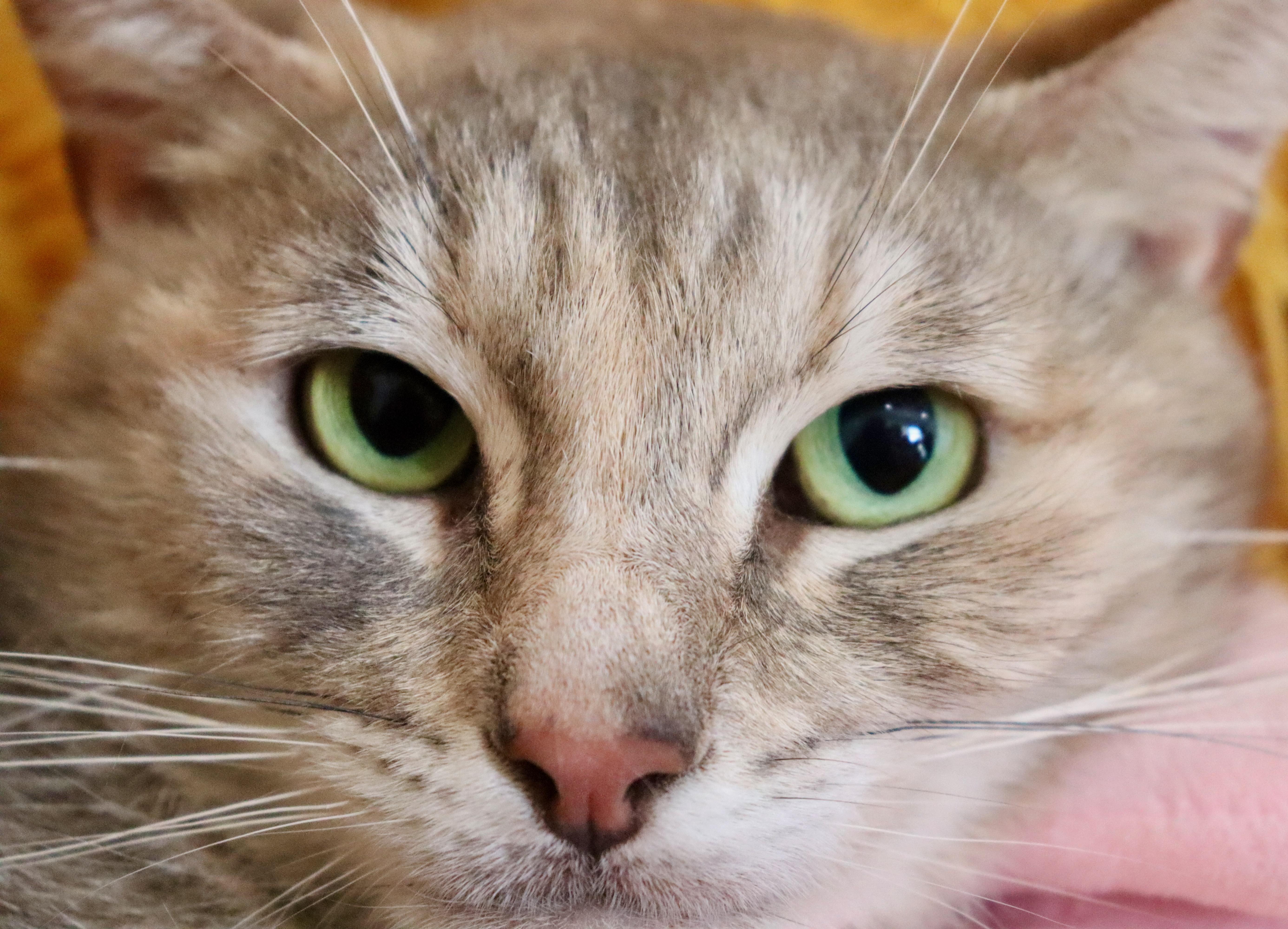 Daisey thumbnail 3