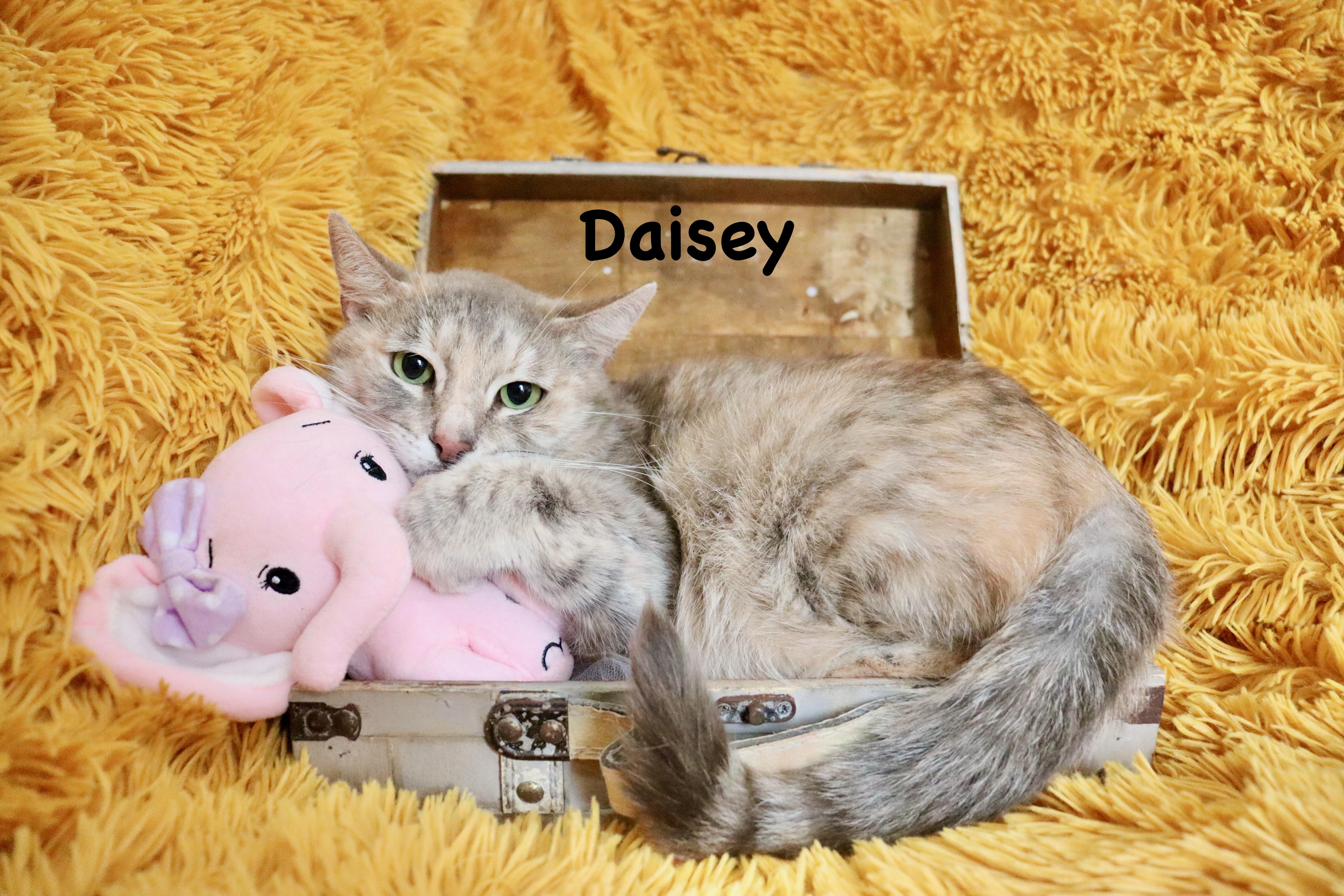 Daisey thumbnail 5
