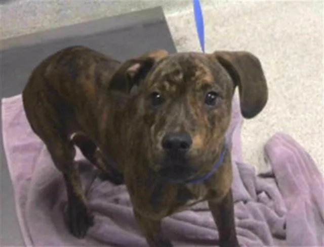 A baby small-sized male Dachshund dog named Troy for adoption in Tallahassee, FL