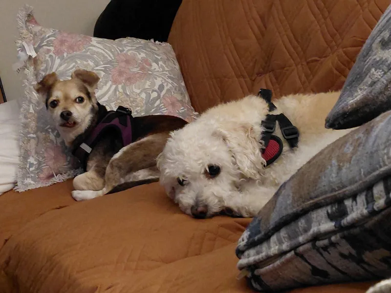 A senior small-sized female Chihuahua dog named Brooklyn for adoption in La Mesa, CA