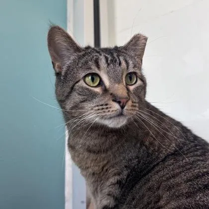 An adult small-sized male Domestic Short Hair cat named Bubba for adoption in Janesville, WI