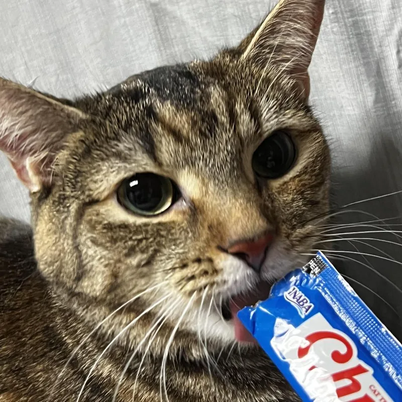 An adult medium-sized female Brown / Chocolate Domestic Short Hair cat named Tiger Lilly for adoption in Raleigh, NC