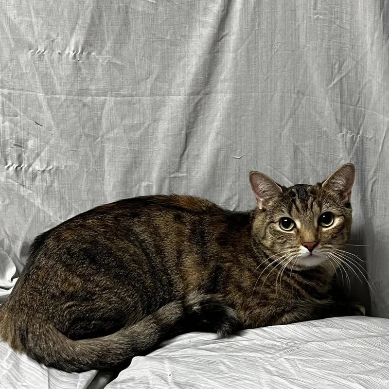 Tiger Lilly thumbnail 2