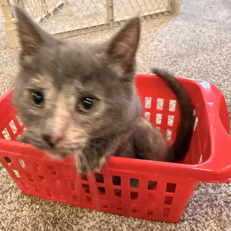 A baby medium-sized female Dilute Calico Domestic Short Hair cat named Tandy for adoption in Landenberg, PA