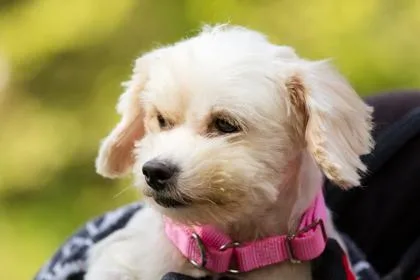 An adult small-sized female Mixed Breed dog named Aubrieta for adoption in West Chester, PA